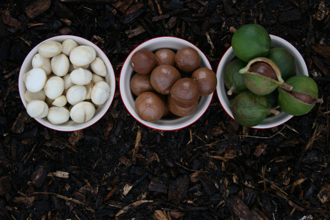 Plantação e Cultivo